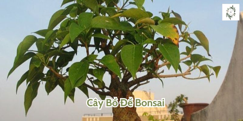 Cây Bồ Đề Bonsai