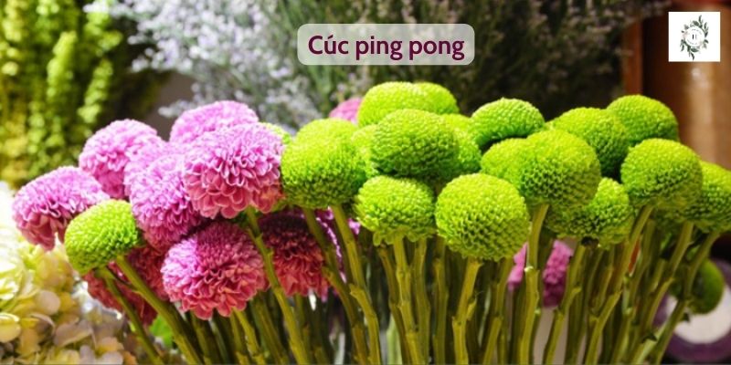 Cúc ping pong