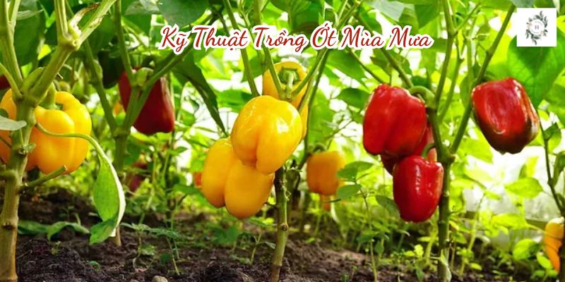 Kỹ thuật trồng ớt mùa mưa
