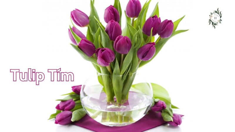Hoa tulip tím – sự lãng mạn, quyền lực