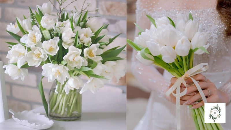 Hoa tulip trắng – sự thanh cao