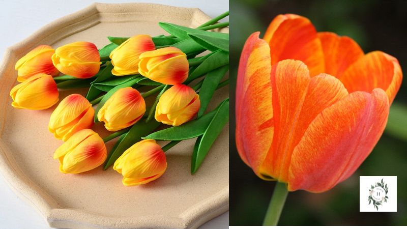 Hoa tulip cam – sự thấu hiểu, ấm áp