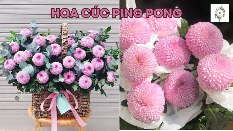 Hoa cúc Ping Pong