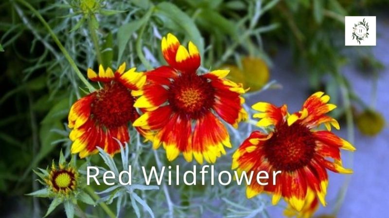 Red Wildflower