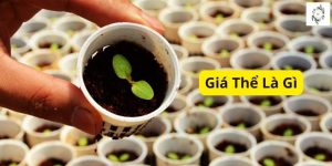 giá thể là gì