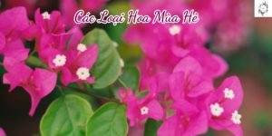 Các Loại Hoa Mùa Hè