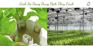 Cách Sử Dụng Dung Dịch Thủy Canh