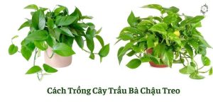 Cách trồng cây trầu bà chậu treo