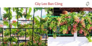 Cây Leo Ban Công