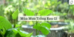 mùa mưa trồng rau gì