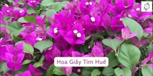 Hoa Giấy Tím Huế