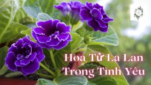 Hoa Tử La Lan