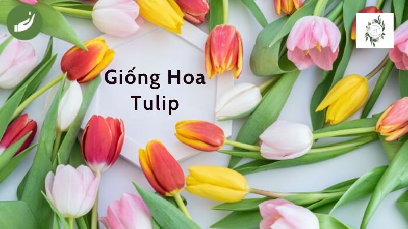 Giống Hoa Tulip