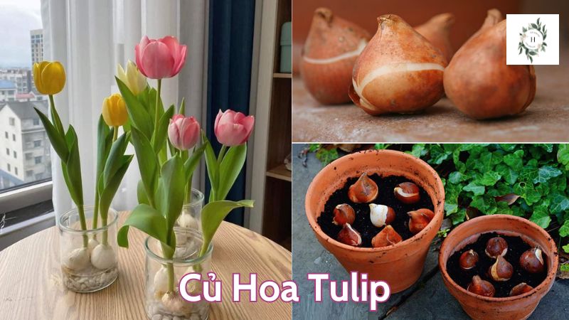 Củ Hoa Tulip