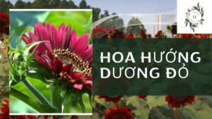 hoa hướng dương đỏ